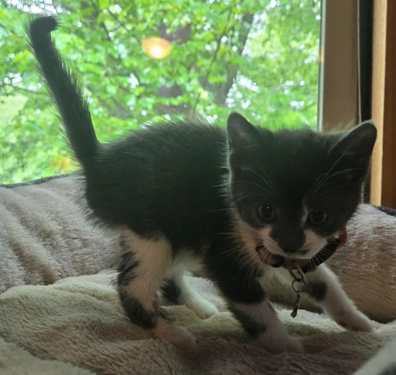 A baby medium-sized female Domestic Short Hair cat named Pearl Krabs for adoption in Brainardsville, NY