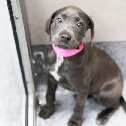 A baby small-sized female Merle (Blue) Pit Bull Terrier dog named Aqueria for adoption in Atlanta, GA