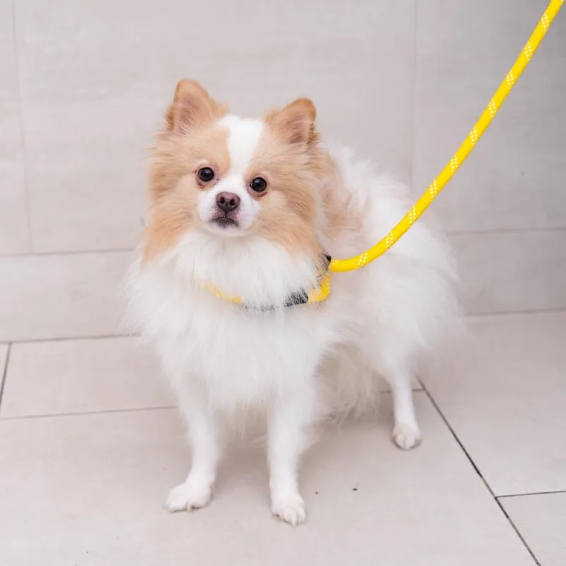 A young small-sized male White / Cream Pomeranian dog named Marcona Almond for adoption in New York, NY