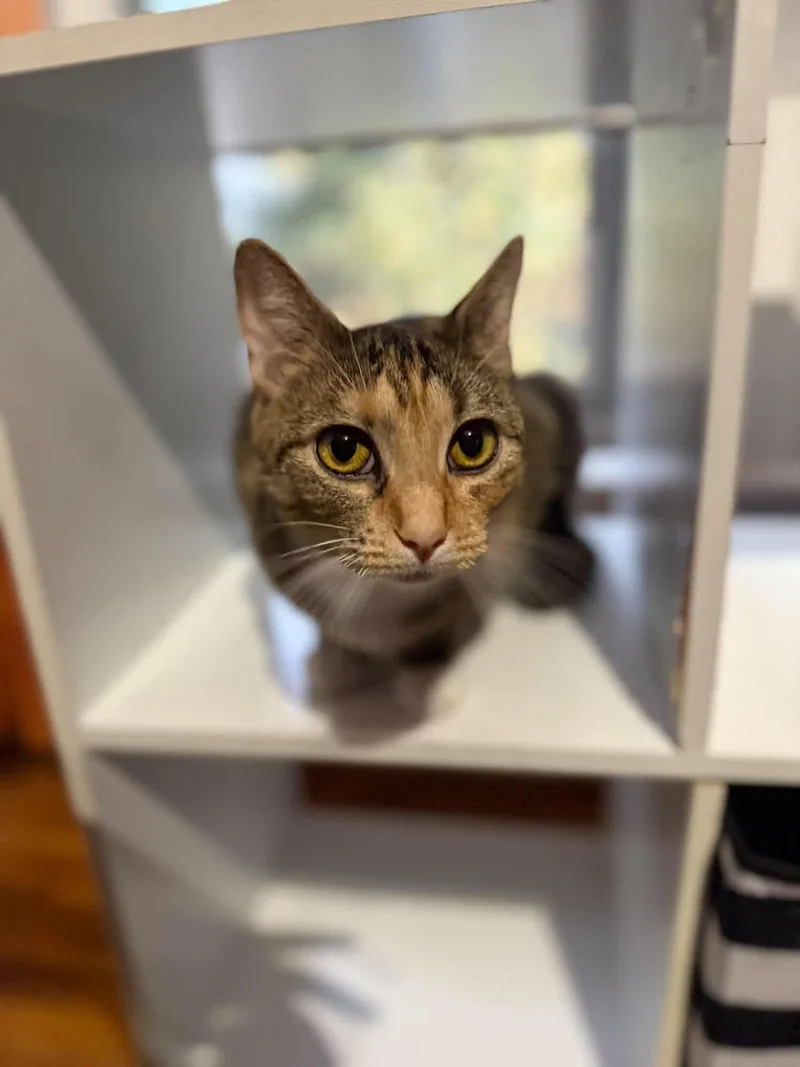 An adult medium-sized female Domestic Short Hair cat named Mavis for adoption in Blaine, MN