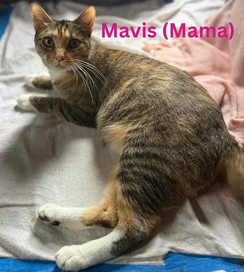 Mavis thumbnail 2
