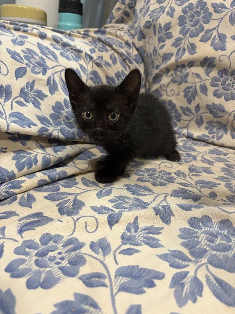 A baby small-sized male Black Domestic Short Hair cat named Merlin for adoption in Lovingston, VA