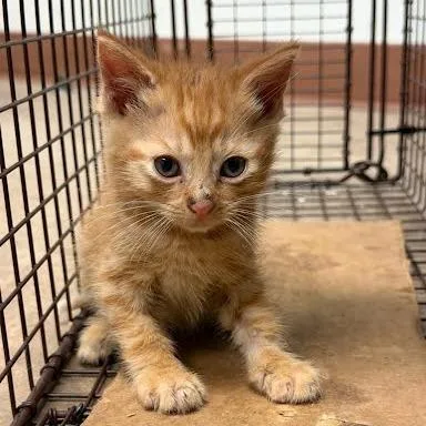 A baby small-sized male Orange / Red Domestic Short Hair cat named Zinger for adoption in Austin, TX