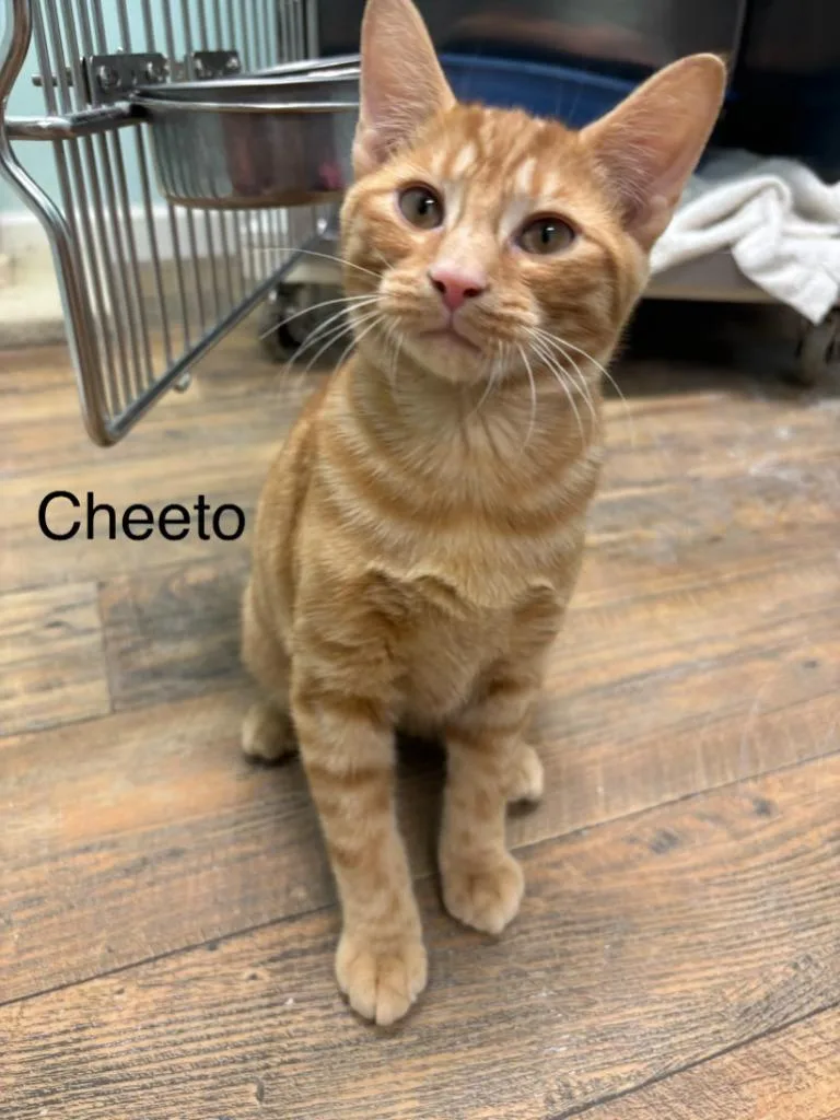A baby small-sized male Domestic Short Hair cat named Cheeto for adoption in Cambridge, MD