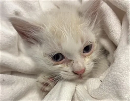 A baby small-sized female Domestic Long Hair cat named Ice Spice for adoption in Ontario, CA