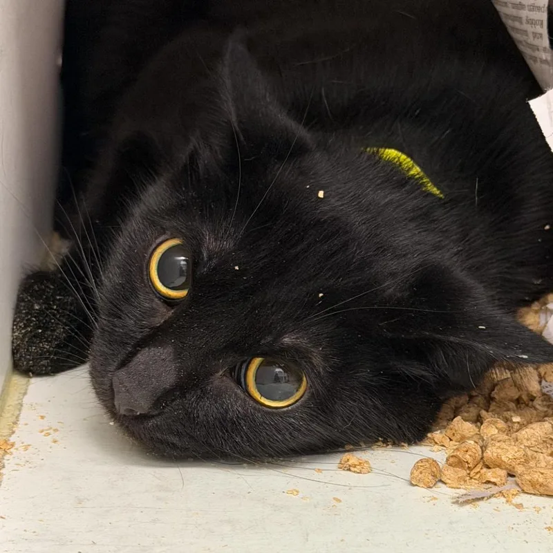 A young medium-sized male Black Domestic Short Hair cat named Panther for adoption in Marshall, TX