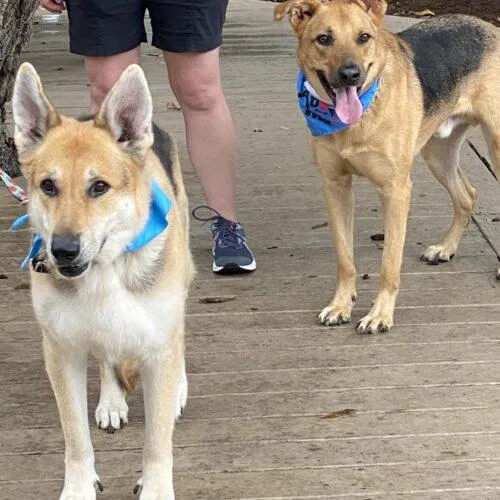A senior large-sized female Bicolor German Shepherd Dog dog named Lexi for adoption in Raleigh, NC