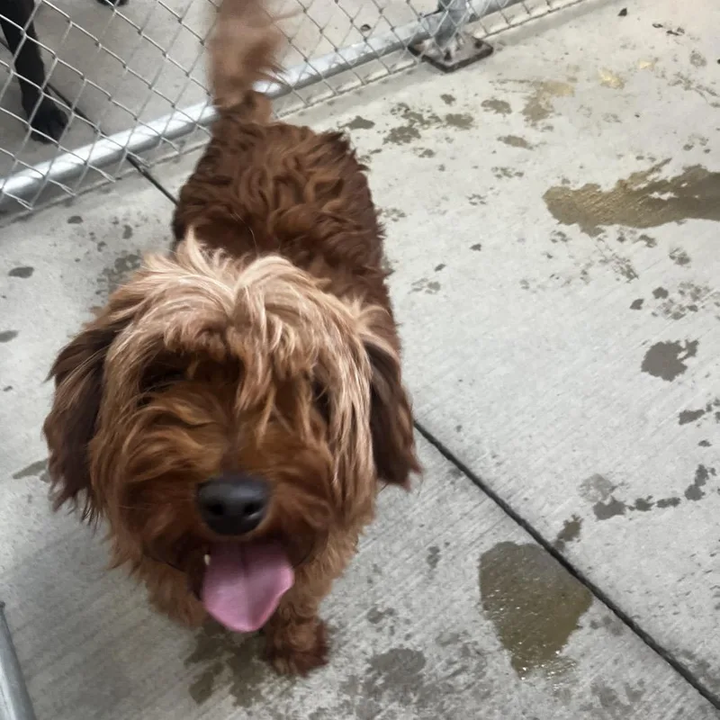 An adult medium-sized female Red / Chestnut / Orange Goldendoodle dog named Tangerine for adoption in Delaware, OH