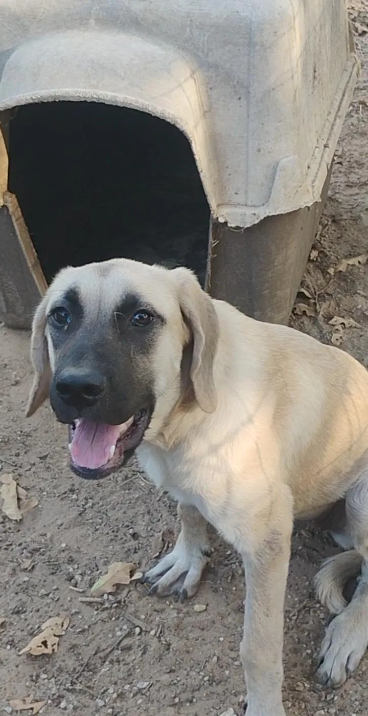 Priscilla