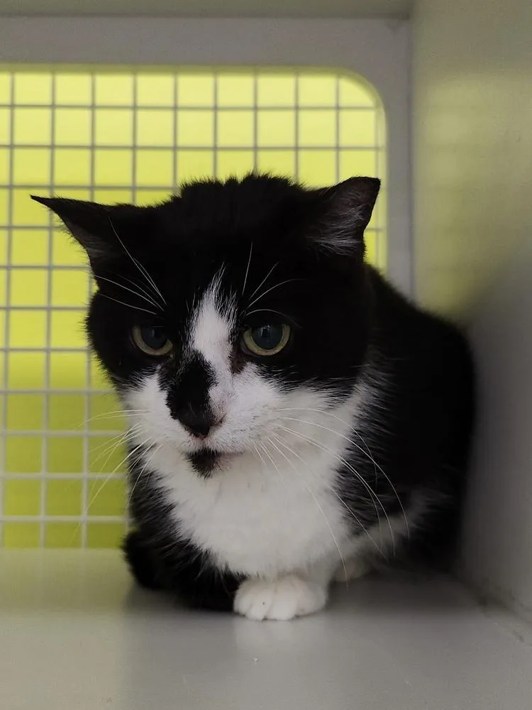 An adult medium-sized female Domestic Medium Hair cat named Serena for adoption in Dallas, TX