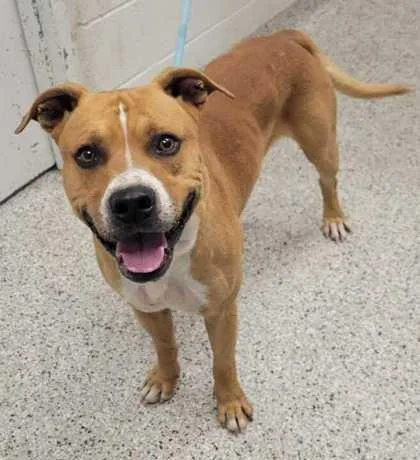 An adult large-sized male Yellow / Tan / Blond / Fawn Mixed Breed dog named Quasi for adoption in Kansas City, MO