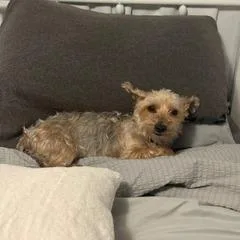 A young small-sized female Yellow / Tan / Blond / Fawn Yorkshire Terrier dog named April for adoption in Birdsboro, PA