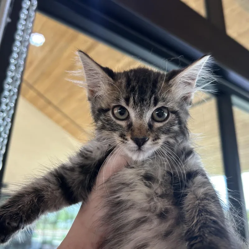 A baby small-sized male Brown / Chocolate Domestic Medium Hair cat named Mickey for adoption in Leander, TX