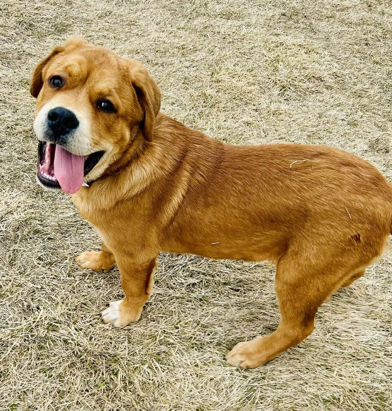A baby extra large-sized male Brown / Chocolate Great Pyrenees dog named Norris for adoption in Alexandria, MN