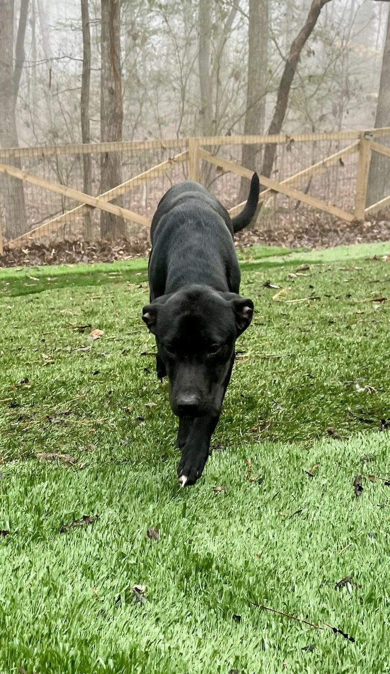 Mowgli