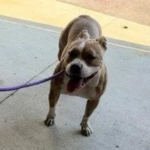 An adult medium-sized male Brown / Chocolate Pit Bull Terrier dog named Trenton for adoption in Horn Lake, MS