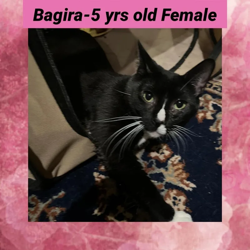 An adult small-sized female Domestic Short Hair cat named Bagira for adoption in LIberty, NY