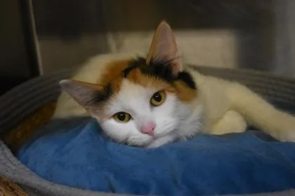 A young large-sized female Domestic Long Hair cat named Teeny Lazeeny for adoption in Kansas City, MO