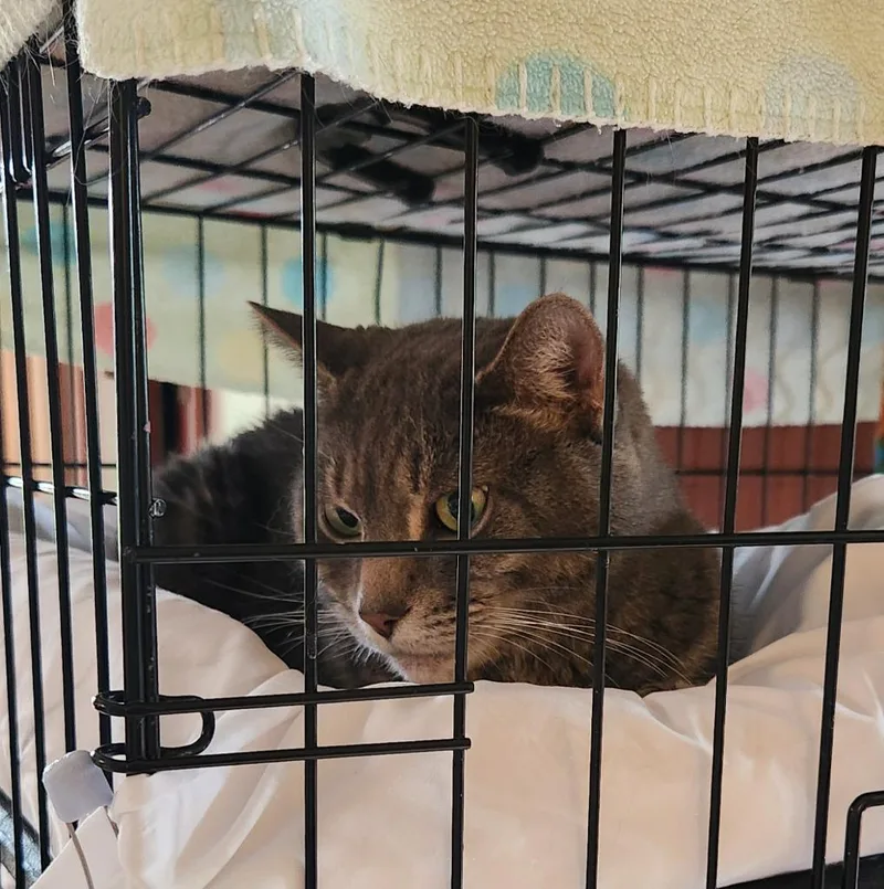 A senior medium-sized female Domestic Short Hair cat named Kat for adoption in Brainardsville, NY