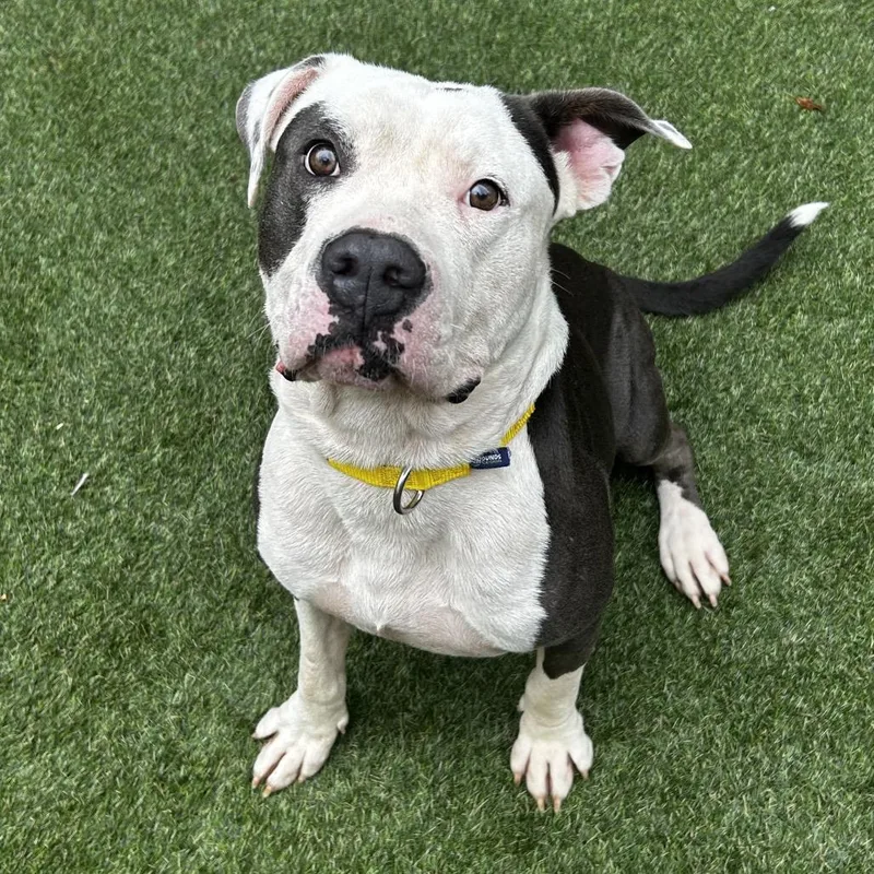An adult large-sized male Gray / Blue / Silver Mixed Breed dog named Bubba for adoption in Asheville, NC