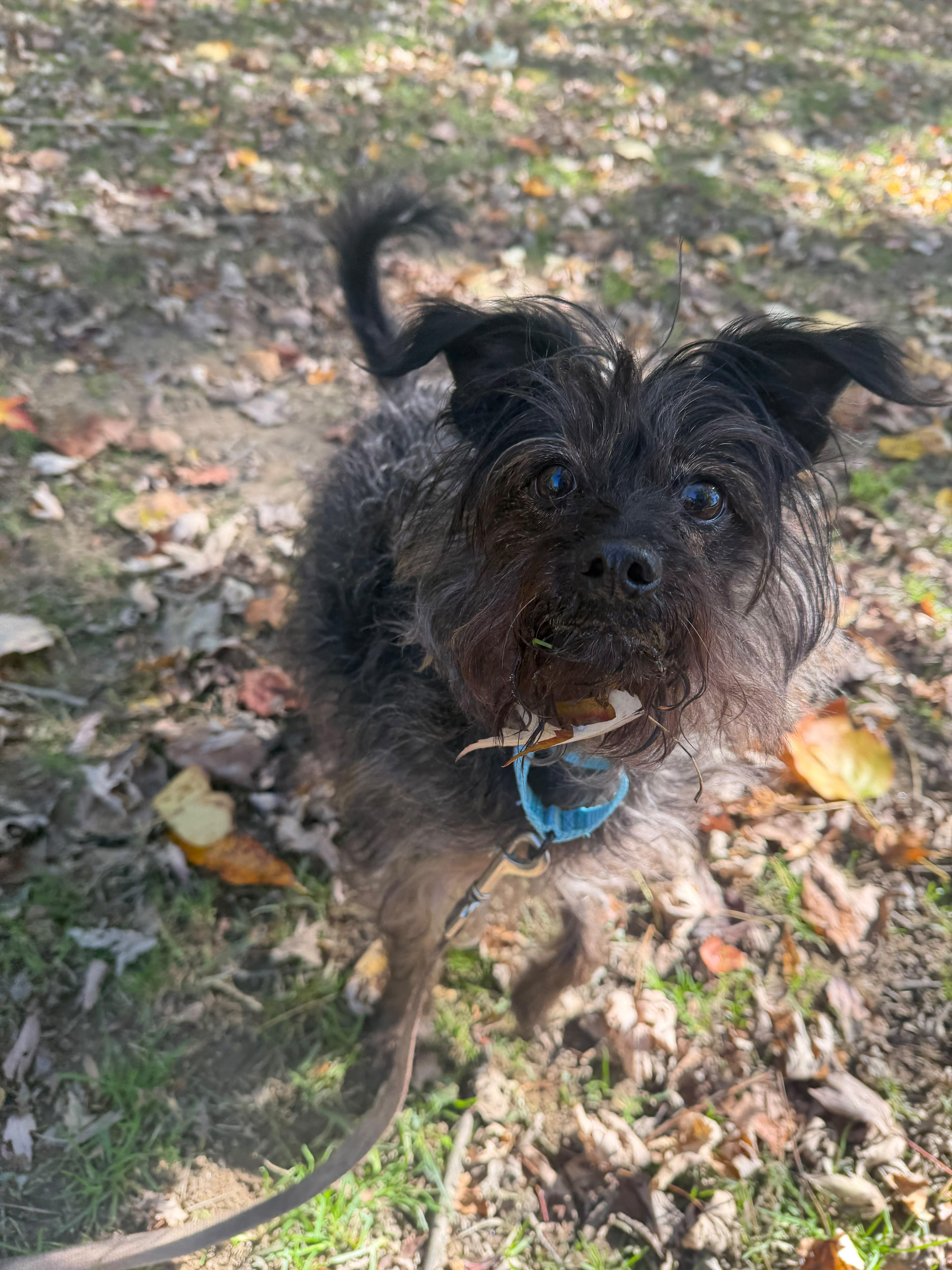 A senior medium-sized female Black Mixed Breed dog named Dixie for adoption in Reisterstown, MD