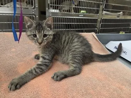 A baby small-sized male Domestic Short Hair cat named Richard for adoption in Westland, MI