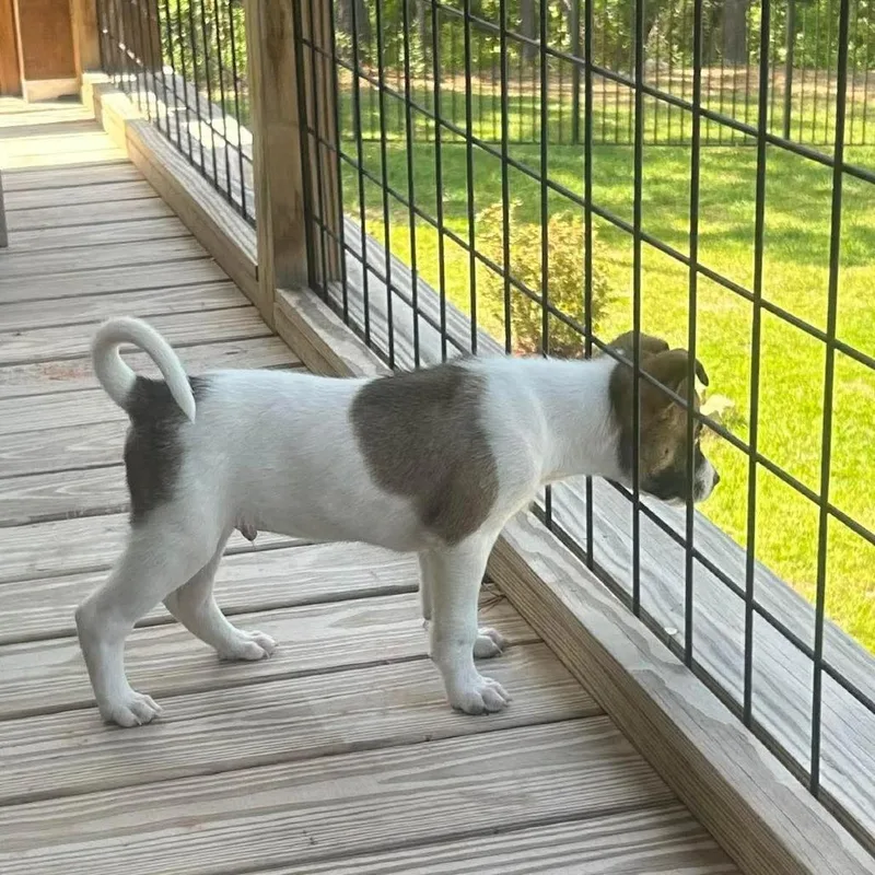 A baby medium-sized male White / Cream Collie dog named Colt for adoption in Griswold, CT