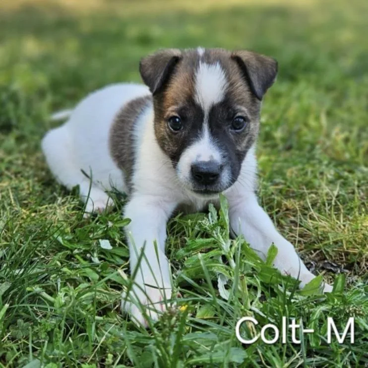 Colt thumbnail 2