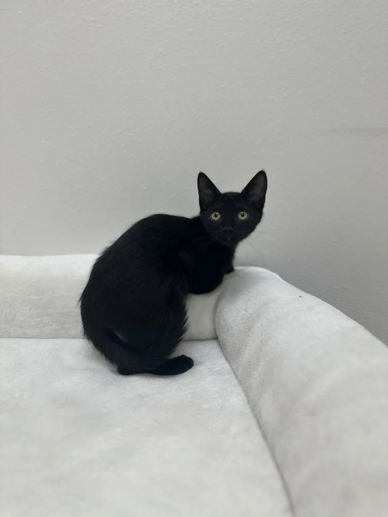 A baby small-sized male Domestic Short Hair cat named Ash @Petsmart Walker Rd for adoption in Newberg, OR