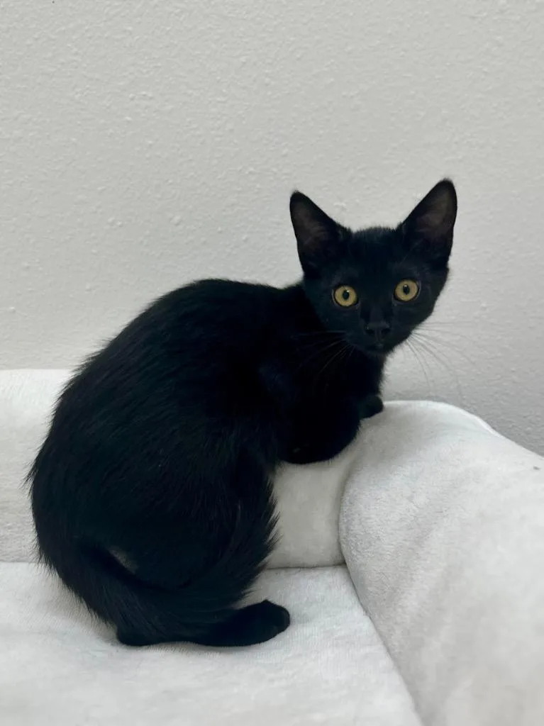Ash @Petsmart Walker Rd thumbnail 2
