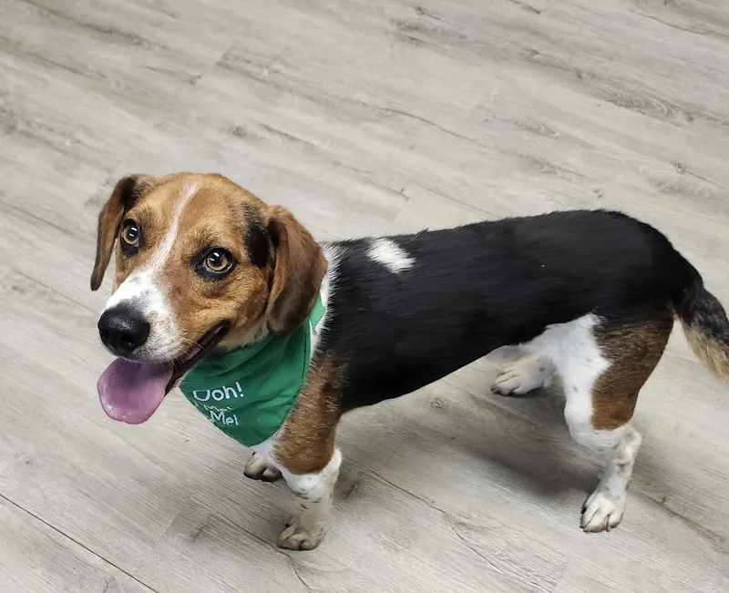 A young small-sized male Tricolor (Brown, Black, & White) Beagle dog named Blanket for adoption in Mansfield, OH