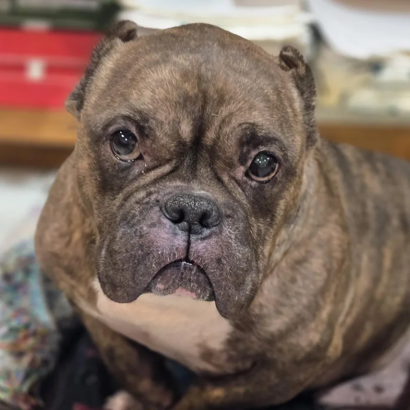 An adult medium-sized male Brindle American Bully dog named Smidge for adoption in Normal, IL