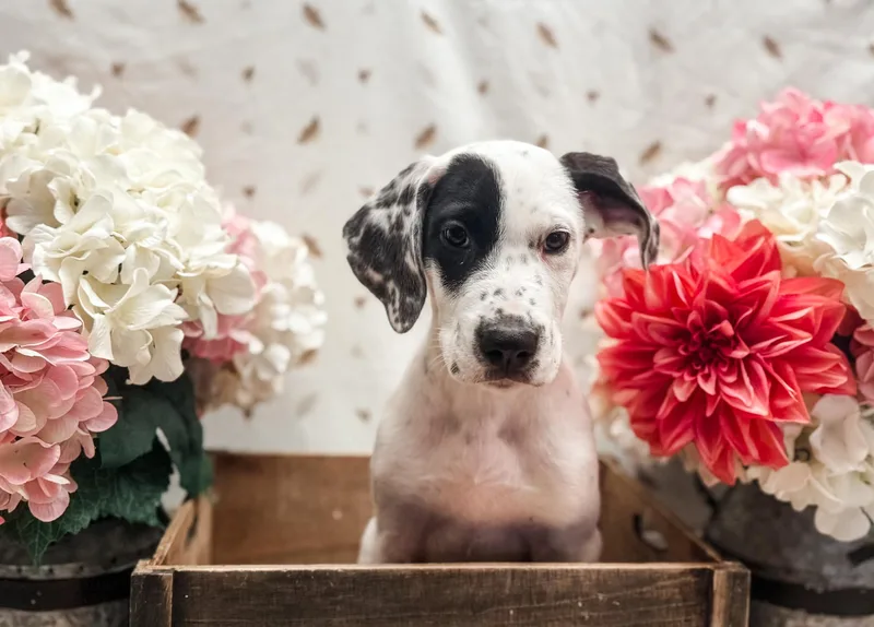A baby large-sized male Great Dane dog named Henry for adoption in Newberg, OR
