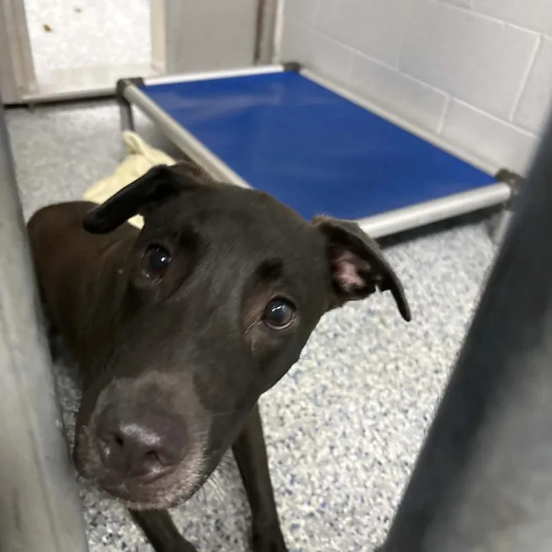 A young medium-sized male Black Mixed Breed dog named Mushu for adoption in Greenville, SC