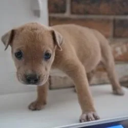A baby small-sized male Brown / Chocolate Mixed Breed dog named Oatmeal for adoption in Bellingham, WA