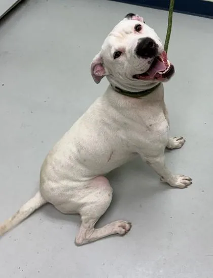 An adult large-sized male Mixed Breed dog named Curt for adoption in Savannah, GA