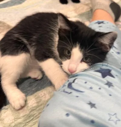 A baby medium-sized female Black & White / Tuxedo Domestic Short Hair cat named Wilbur for adoption in Mokena, IL
