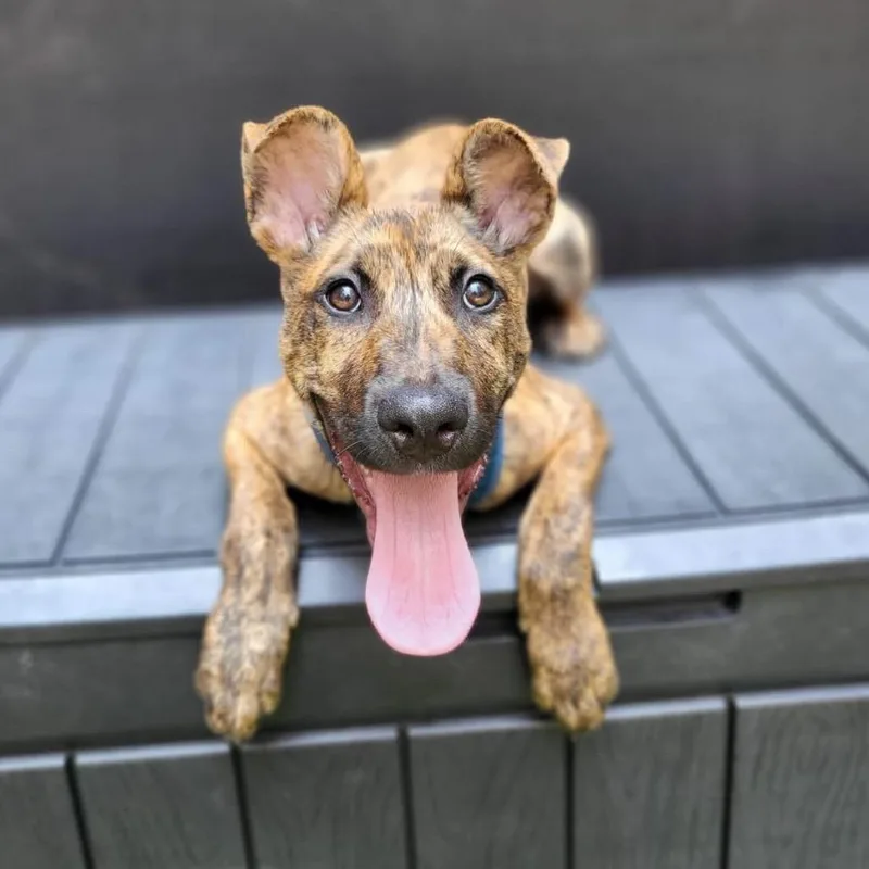 A baby medium-sized male Brindle Mixed Breed dog named Wally for adoption in Westhampton, NY