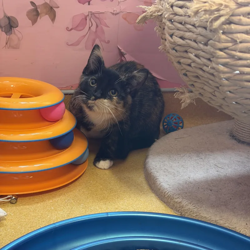 A baby medium-sized female Calico Domestic Short Hair cat named Brighton for adoption in Hudson, NY