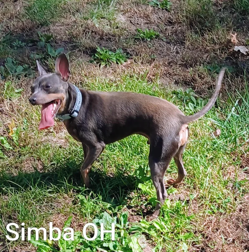 An adult small-sized male Gray / Blue / Silver Miniature Pinscher dog named Simba for adoption in Berryton, KS