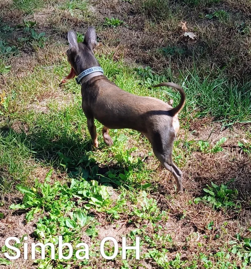 Simba thumbnail 2