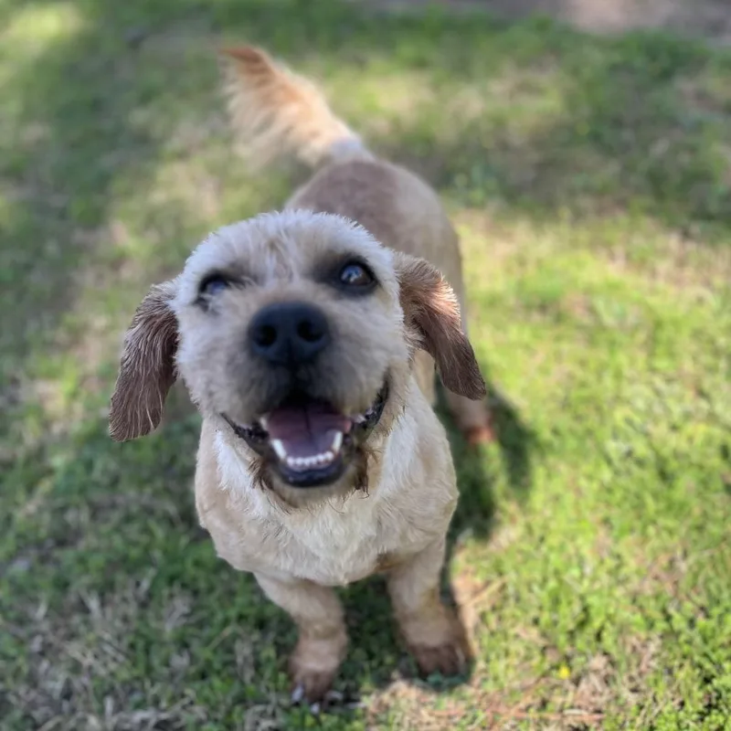 Peter Piper thumbnail 2