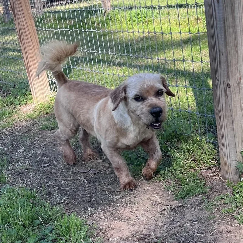 Peter Piper thumbnail 3