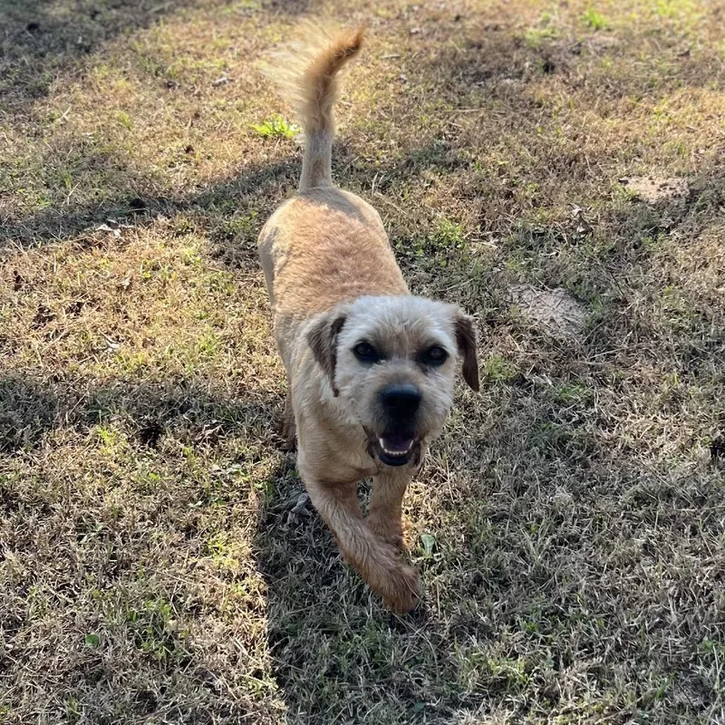 Peter Piper thumbnail 4