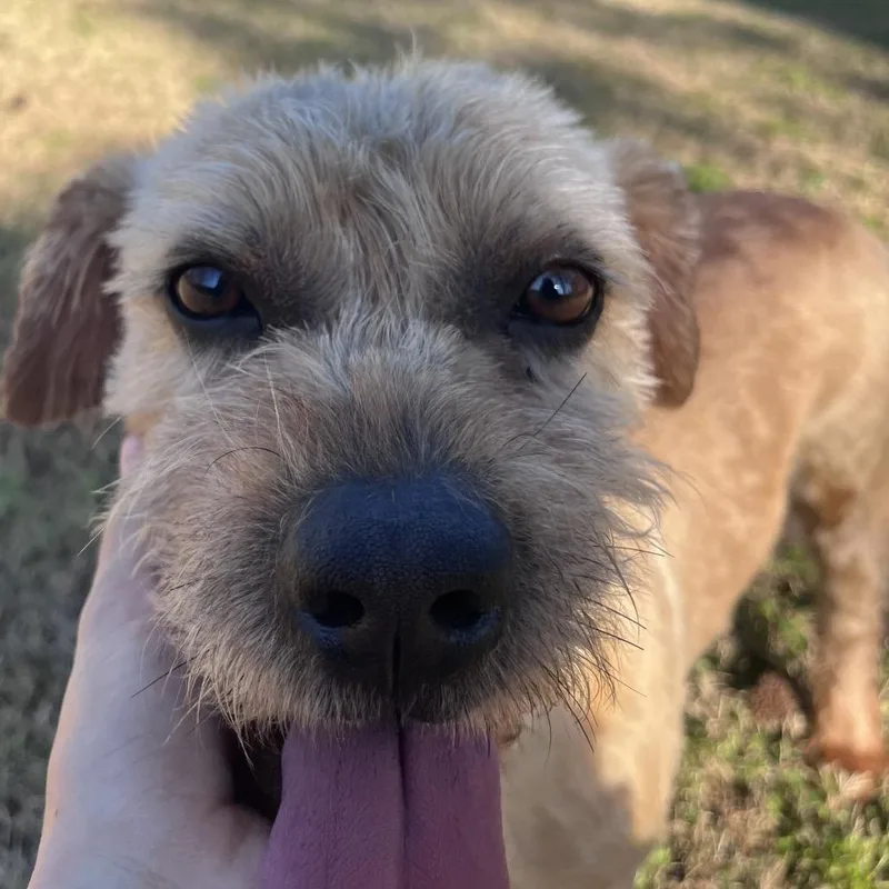 Peter Piper thumbnail 5