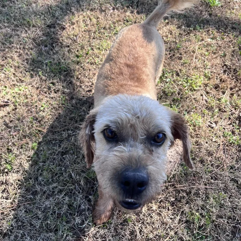 Peter Piper thumbnail 6