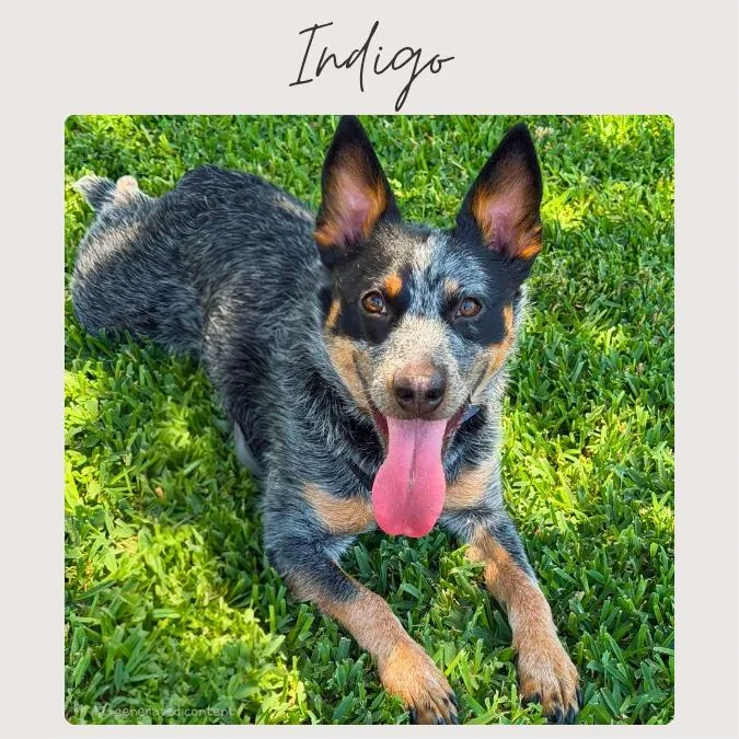 A young small-sized female Gray / Blue / Silver Australian Cattle Dog / Blue Heeler dog named Indigo for adoption in San Juan Capistrano, CA