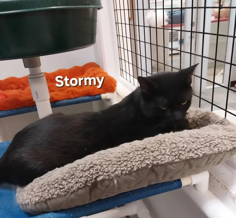 An adult medium-sized male Black Domestic Short Hair cat named Stormy for adoption in Temple, PA