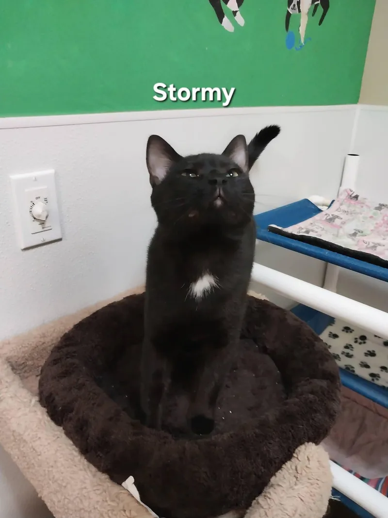 Stormy thumbnail 2