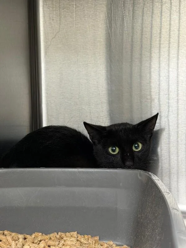 A young medium-sized female Domestic Medium Hair cat named Lucy for adoption in Burgaw, NC